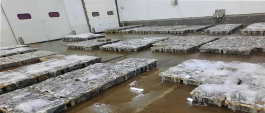 مهنيون يطالبون بفتح تحقيق بعد فضائح تثمين الأخطبوط غير القانوني بإقليم الناظور مهنيون يطالبون بفتح تحقيق بعد فضائح تثمين الأخطبوط غير القانوني بإقليم الناظور