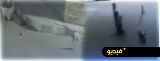 وفاة طفل! ليس بعد.. شاب بالعروي يفر هاربًا من هجوم كلاب ضالة. وفاة طفل! ليس بعد.. شاب بالعروي يفر هاربًا من هجوم كلاب ضالة.