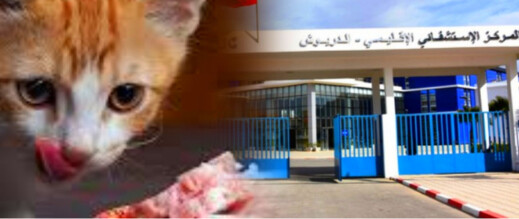 الدريوش..مزاح ثقيل يودي بمريض نفسي إلى المستشفى بعد تناوله طعام القطط