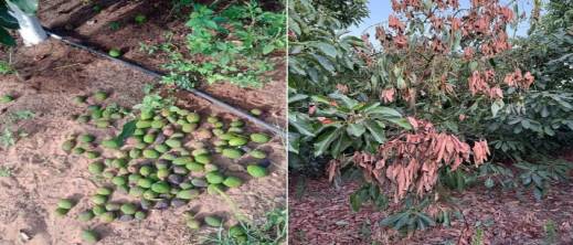 موجات الحر تضرب محصول الأفوكادو بالمغرب.. الخسائر قد تبلغ 50% موجات الحر تضرب محصول الأفوكادو بالمغرب.. الخسائر قد تبلغ 50%