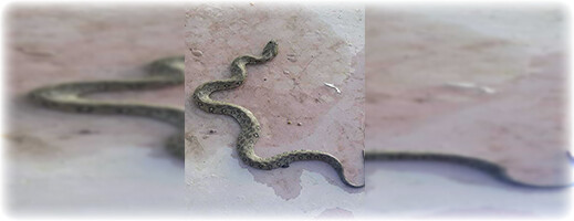 أفاعٍ خطيرة تثير قلق ساكنة سلوان بعد ظهورها قرب مسجد النهضة أفاعٍ خطيرة تثير قلق ساكنة سلوان بعد ظهورها قرب مسجد النهضة