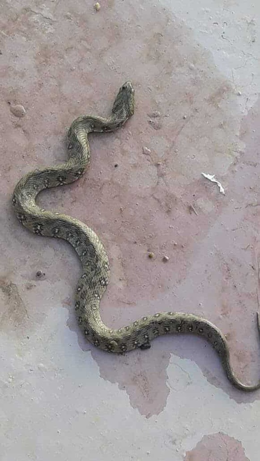 أفاعٍ خطيرة تثير قلق ساكنة سلوان بعد ظهورها قرب مسجد النهضة أفاعٍ خطيرة تثير قلق ساكنة سلوان بعد ظهورها قرب مسجد النهضة