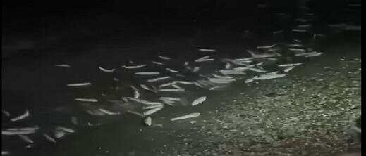 خروج كميات كبيرة من الأسماك نحو الشاطئ بشفشاون خروج كميات كبيرة من الأسماك نحو الشاطئ بشفشاون