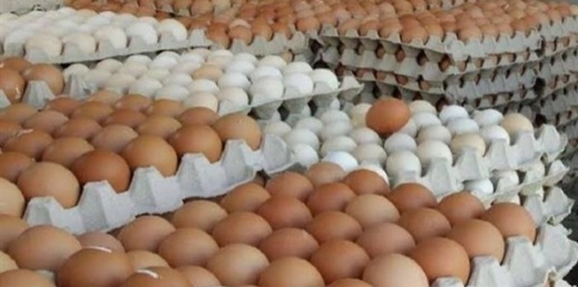حماية المستهلك تطالب بفرض ترقيم البيض ضمانا لسلامته حماية المستهلك تطالب بفرض ترقيم البيض ضمانا لسلامته