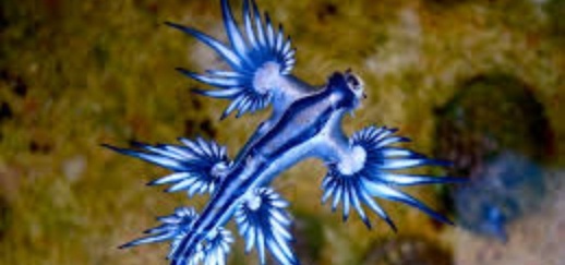 التنين الأزرق يظهر في شواطئ إسبانيا وتحذيرات من وصوله إلى السواحل المغربية التنين الأزرق يظهر في شواطئ إسبانيا وتحذيرات من وصوله إلى السواحل المغربية