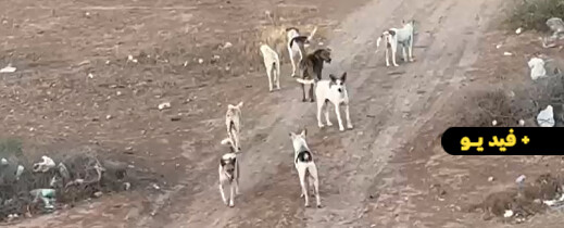 بعد فاجعة وفاة طفل بالعروي.. قطيع من الكلاب الضالة يرعب الأسر والأطفال أمام إعدادية سلوان الجديدة بعد فاجعة وفاة طفل بالعروي.. قطيع من الكلاب الضالة يرعب الأسر والأطفال أمام إعدادية سلوان الجديدة