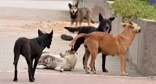 عضة كلب ضال ترسل سيدة في حالة مستعجلة إلى المستشفى الحسني بالناظور عضة كلب ضال ترسل سيدة في حالة مستعجلة إلى المستشفى الحسني بالناظور