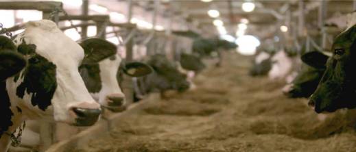 قرار جديد.. مرسوم حكومي يفتح الباب أمام استيراد الأبقار دون رسوم قرار جديد.. مرسوم حكومي يفتح الباب أمام استيراد الأبقار دون رسوم