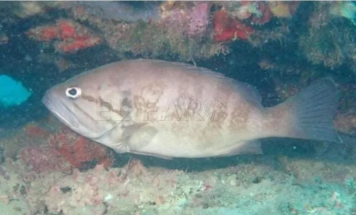 المتوسط يكشف أسرارا جديدة قبالة سواحل الناظور وبني شيكر المتوسط يكشف أسرارا جديدة قبالة سواحل الناظور وبني شيكر