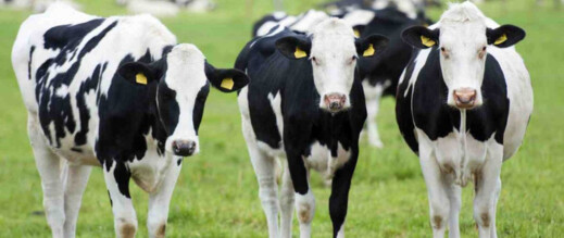 مرسوم رفع حصة استيراد الأبقار يدخل حيز التنفيذ مرسوم رفع حصة استيراد الأبقار يدخل حيز التنفيذ