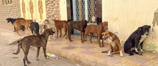 الناظور.. الكلاب الضالة تتجاوز الشوارع لتستهدف المنازل الناظور.. الكلاب الضالة تتجاوز الشوارع لتستهدف المنازل