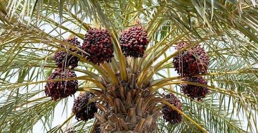 مشاركة أطر ومهندسي "أونسا" في دورة تكوينية حول سوسة النخيل