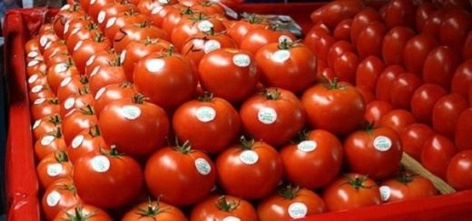متقدمة على إسبانيا.. الصادرات المغربية من الطماطم تعزز موقعها في السوق الأوروبية متقدمة على إسبانيا.. الصادرات المغربية من الطماطم تعزز موقعها في السوق الأوروبية
