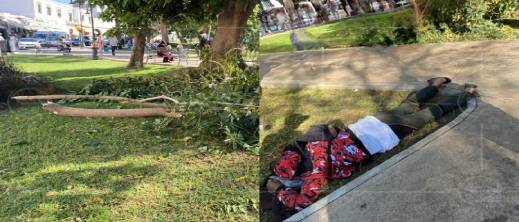 طنجة.. شجرة تتهاوى على شاب والوقاية المدنية تتدخل