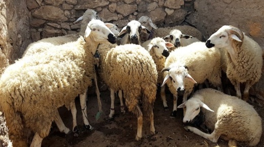 وزارة الفلاحة تعدل قرار منع ذبح إناث الأغنام والماعز وزارة الفلاحة تعدل قرار منع ذبح إناث الأغنام والماعز