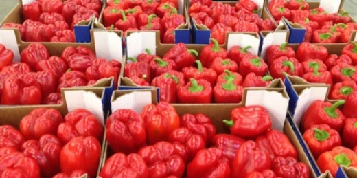 بدعوى احتوائه على بقايا مبيدات.. إيطاليا تسحب الفلفل المغربي من الأسواق بدعوى احتوائه على بقايا مبيدات.. إيطاليا تسحب الفلفل المغربي من الأسواق