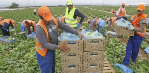 إسبانيا.. مطالب للحكومة برفع عدد العمال الموسميين المغاربة إسبانيا.. مطالب للحكومة برفع عدد العمال الموسميين المغاربة