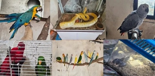 الإطاحة بشبكة متخصصة في الاتجار بالحيوانات البرية المحمية الإطاحة بشبكة متخصصة في الاتجار بالحيوانات البرية المحمية