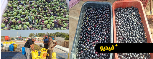 موسم الزيتون بقرية أركمان ينطلق بوفرة وانخفاض في الأسعار