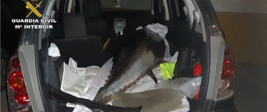 الحرس المدني الإسباني يوقف3 صيادين مغاربة بسبب صيد تونة حمراء محظورة الحرس المدني الإسباني يوقف3 صيادين مغاربة بسبب صيد تونة حمراء محظورة