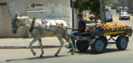 تقرير دولي يكشف معاناة صادمة للحمير والبغال في المغرب