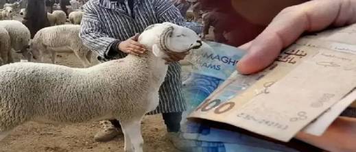 انطلاق صرف المنح المباشرة لمربي الماشية في المغرب وهذه قيمتها انطلاق صرف المنح المباشرة لمربي الماشية في المغرب وهذه قيمتها