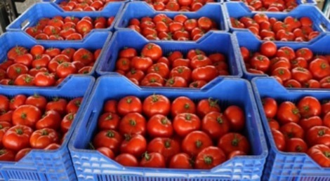 منظمة فرنسية: مبيدات خطيرة في طماطم مستوردة من المغرب وإسبانيا