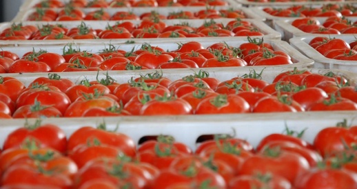 ماحقيقة احتواء طماطم مغربية على بقايا مبيدات؟.. أونسا تخرج عن صمتها