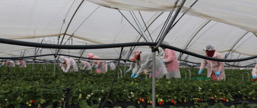 منظمة تحذر من استغلال العاملات المغربيات بإسبانيا