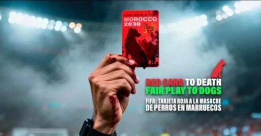 قبل مونديال 2030.. حزب إسباني يستهدف المغرب بحملة مثيرة ضد سوء معاملة الكلاب قبل مونديال 2030.. حزب إسباني يستهدف المغرب بحملة مثيرة ضد سوء معاملة الكلاب