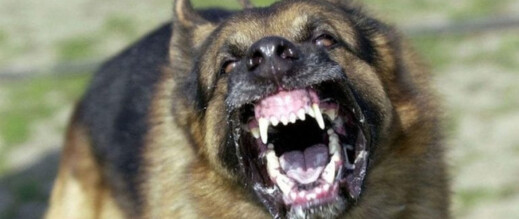 الحسيمة.. هجوم كلب ضال على تلميذ أمام مدرسة ابتدائية يثير الهلع