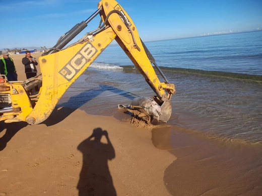 دلفين ضخم نافق على شاطئ أركمان بالناظور.. ظاهرة طبيعية أم أزمة تلوث؟