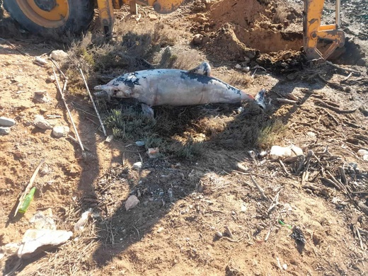 دلفين ضخم نافق على شاطئ أركمان بالناظور.. ظاهرة طبيعية أم أزمة تلوث؟ دلفين ضخم نافق على شاطئ أركمان بالناظور.. ظاهرة طبيعية أم أزمة تلوث؟