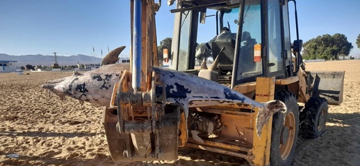 دلفين ضخم نافق على شاطئ أركمان بالناظور.. ظاهرة طبيعية أم أزمة تلوث؟ دلفين ضخم نافق على شاطئ أركمان بالناظور.. ظاهرة طبيعية أم أزمة تلوث؟