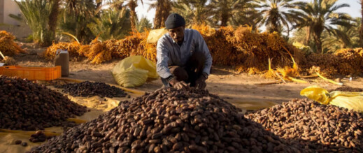 قفزة إنتاجية في واحات فكيك تجعل جهة الشرق لاعباً أساسياً في سوق التمور الوطني