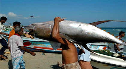 صيادون يخترقون الراحة البيولوجية للأسماك التونة بشواطئ إقليم الدريوش‎