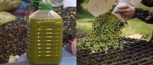 من 110 إلى 60 درهما للتر... الدريوش تحتفل بموسم زيتون استثنائي