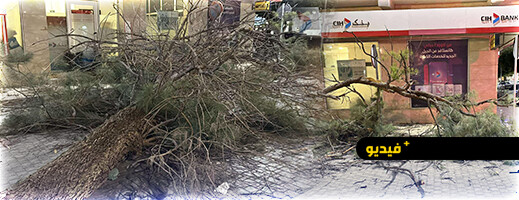 الرياح القوية تسقط شجرة قرب مقهى شهير بالناظور وتصيب شخصا بجروح 