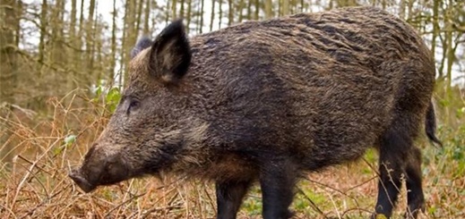 اقتراح برلماني بتحويل لحوم الخنزير البري في المغرب للتصدير اقتراح برلماني بتحويل لحوم الخنزير البري في المغرب للتصدير