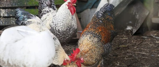 بما فيها مليلية… إسبانيا تعدم 2.5 مليون طائر بعد تفشي إنفلونزا الطيور والمغرب يتابع التداعيات