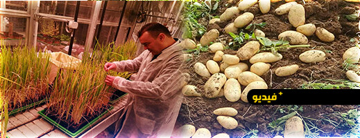 ما حقيقة "البطاطس الملوثة"  ببني سيدال؟.. منتج محلي ينفي وخبير زراعي يوضح