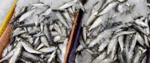 ميناء الحسيمة يعاني الركود بعد هجرة أسراب السردين من سواحلها