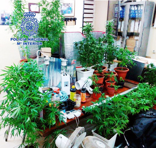 بالصور.. القبض على مواطن حول قبو منزله بمدينة مليلية الى مزرعة للكيف