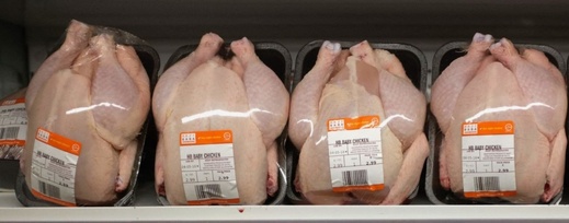 تفشي انفلونزا الطيور يشعل نقاشا واسعا حول الدجاج المستورد من المغرب