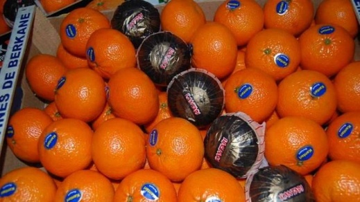 بعد الطماطم وزيت الزيتون.. شحنة مندرين مغربية تمنع من دخول روسيا بسبب حشرة مشبوهة