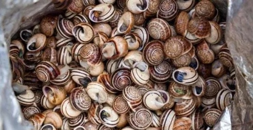 غريب.. سرقة حلزونات بقيمة 100 ألف دولار بفرنسا