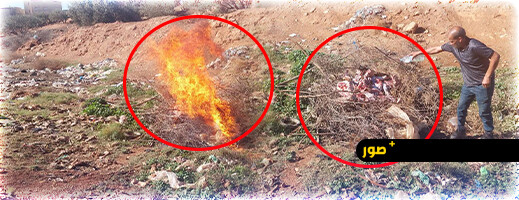 حجز لحوم فاسدة ببن الطيب وإتلافها من طرف السلطات المحلية.. صحة المواطنين خط أحمر