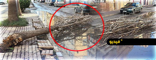 رياح قوية تخلف خسائر مادية بالناظور.. وسقوط الأشجار يطرح تساؤلات جدية