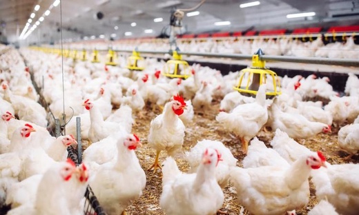 انخفاض متواصل في أسعار الدواجن بالمغرب انخفاض متواصل في أسعار الدواجن بالمغرب