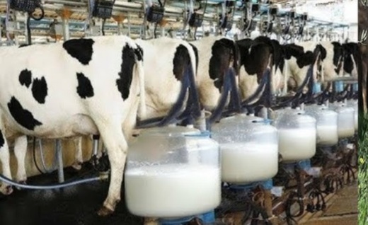 إنتاج الحليب بإسبانيا يدخل مرحلة حرجة.. والمغرب مورد محتمل
